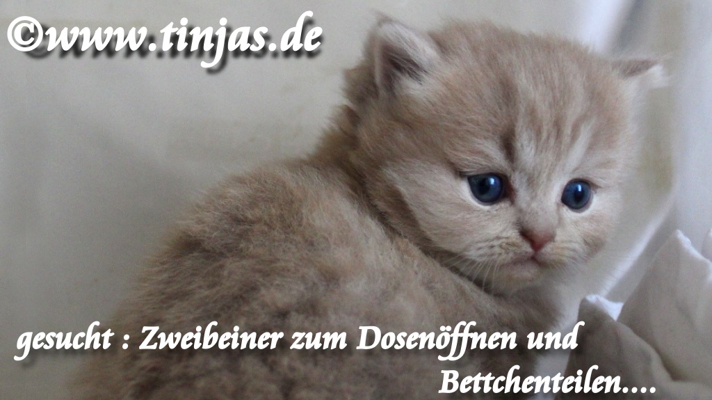 Britisch Langhaar Katzenbaby fawn golden tabby